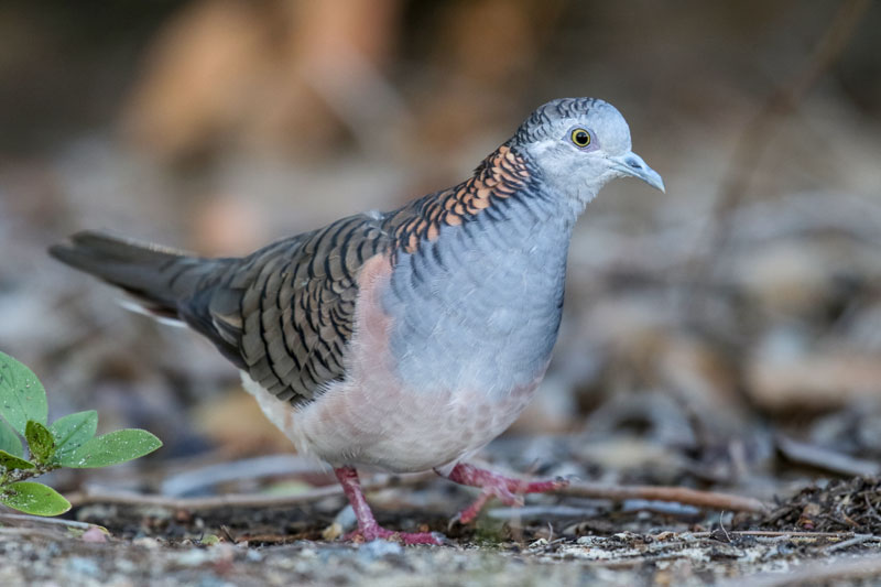 Bar-shouldered Dove