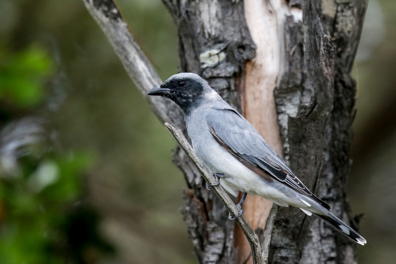 Black-faced Cuckooshrike