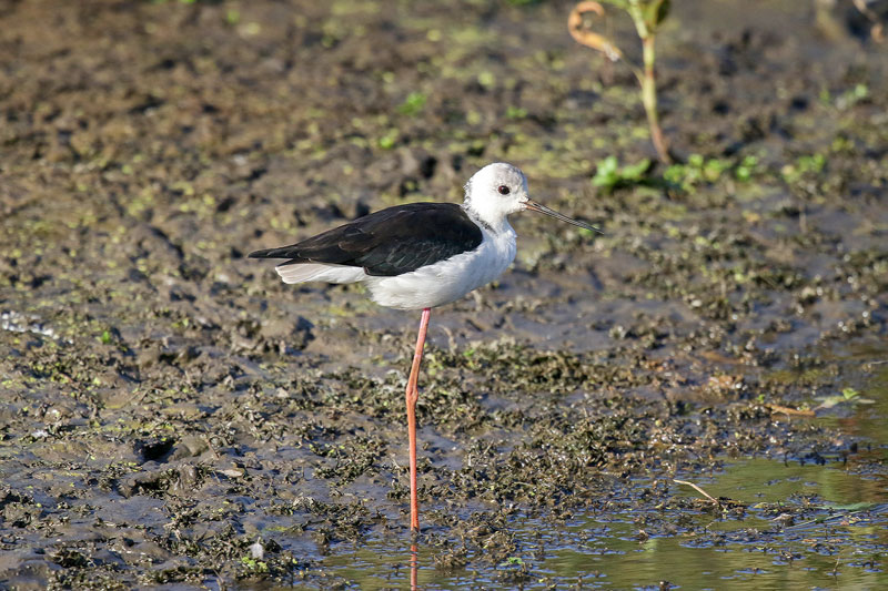 Black-winged Stilt