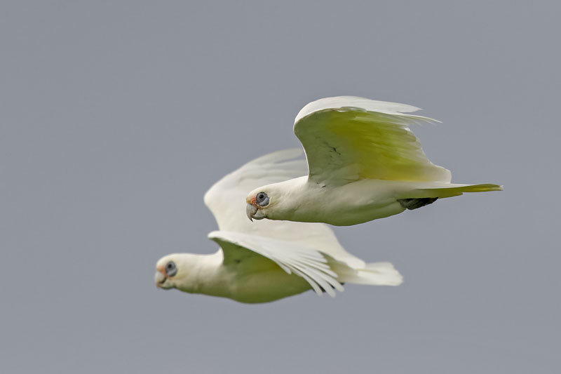 Little Corella