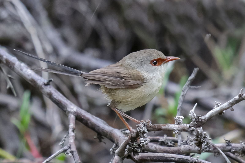 Variegated Fairywren
