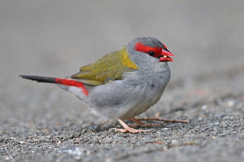Red-browed Firetail