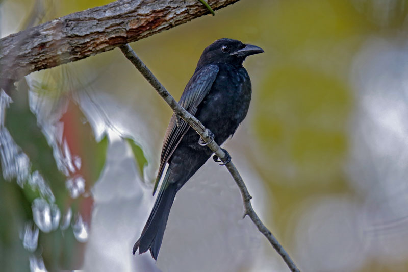 Spangled Drongo