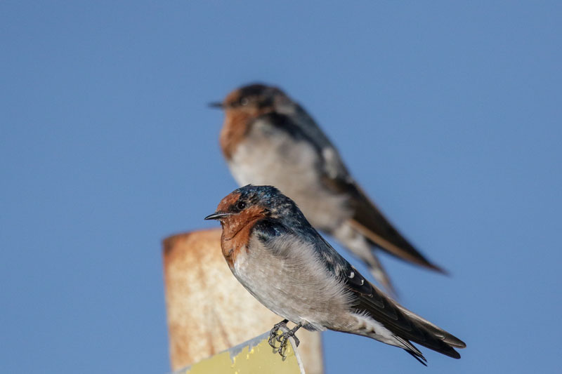 Welcome Swallow