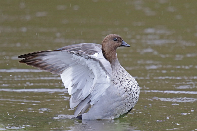 Australian Wood Duck