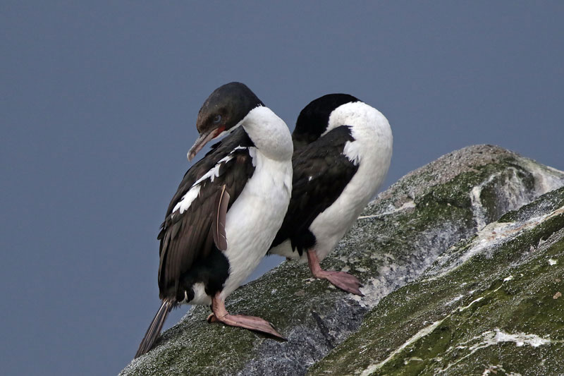Stewart Island Shag