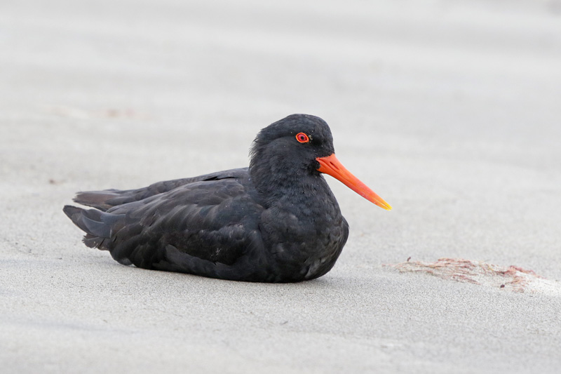 Variable Oystercatcher