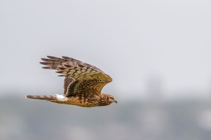 Northern Harrier