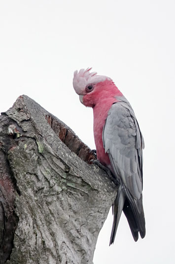 Galah