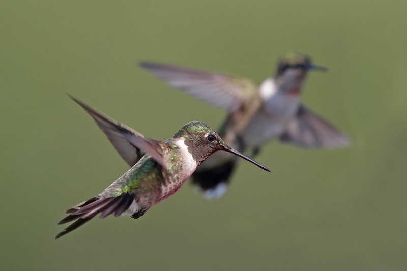 Ruby-throated Hummingbird