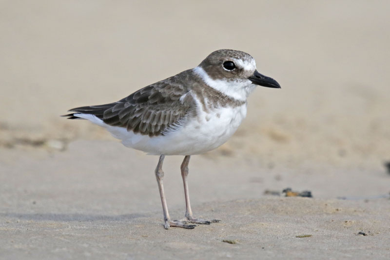 Wilson Plover