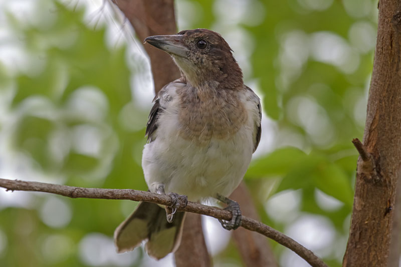 Pied Butcherbird