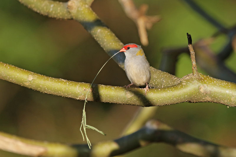 Red-browed Firetail