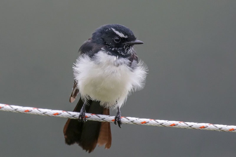Willy Wagtail