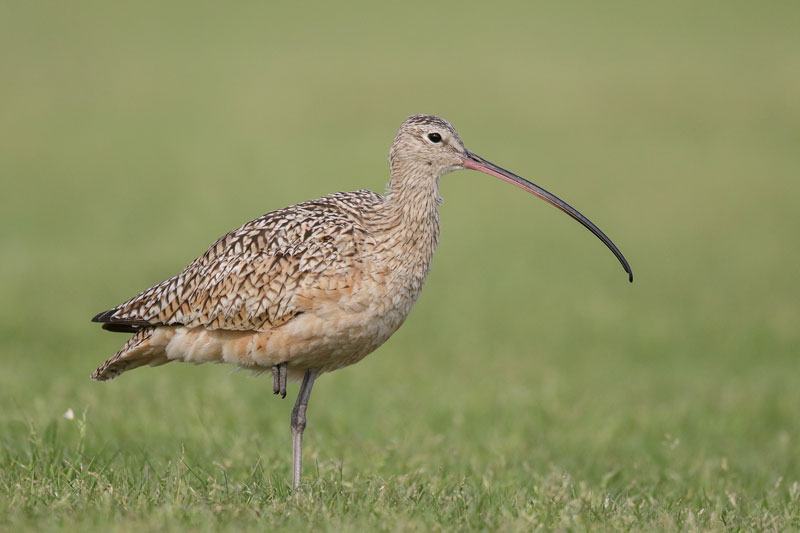 Long-billed Curlew