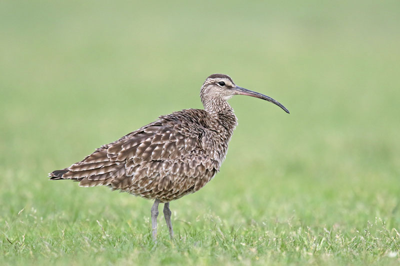 Whimbrel