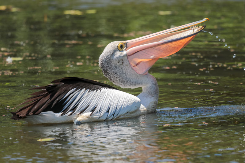 Australian Pelican