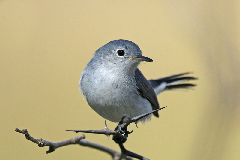 Blue-gray Gnatcatcher