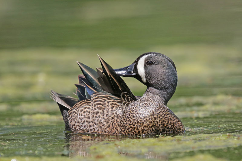 Blue-winged Teal