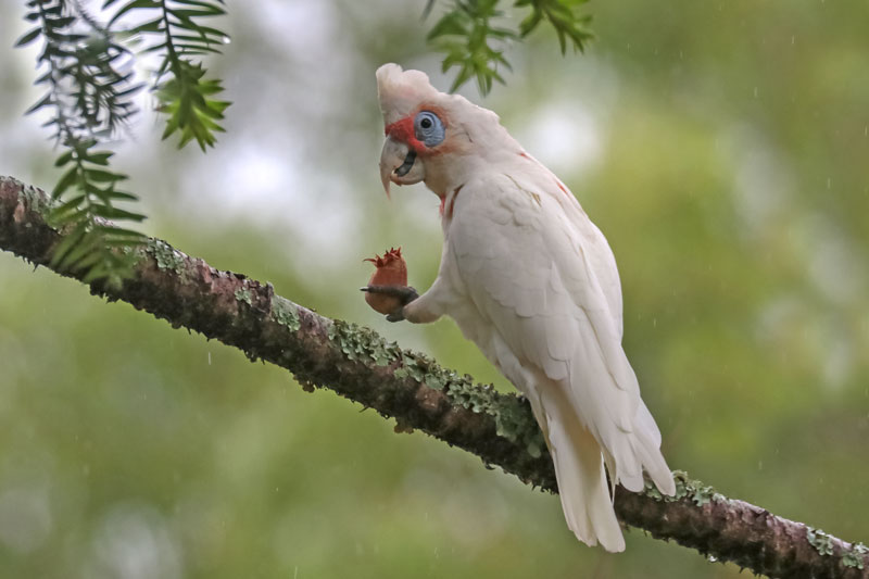 Long-billed Corella