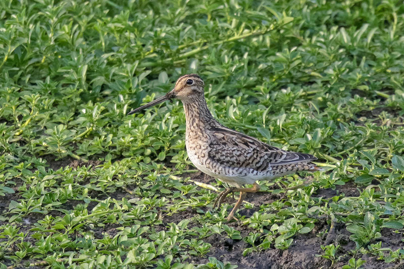 Latham's Snipe
