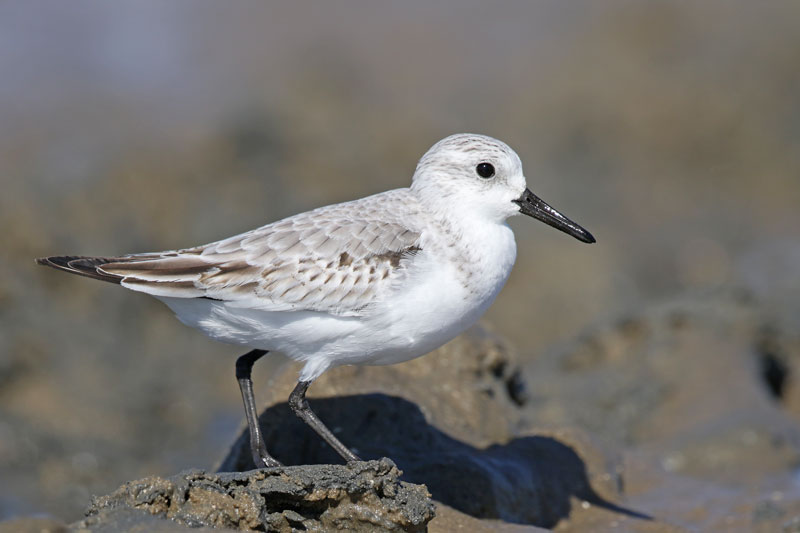 Sanderling