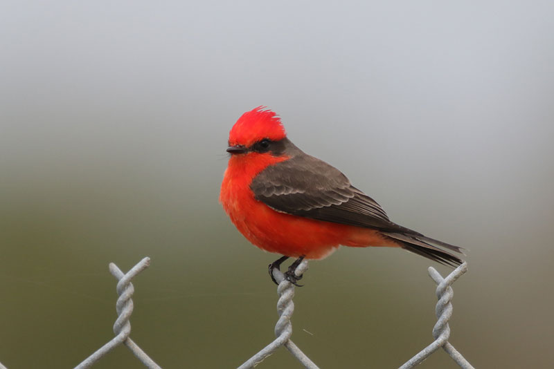 Vermilion Flycatcher