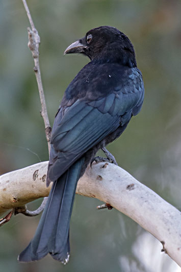 Spangled Drongo