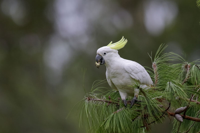 Sulphur-crested Cockatoo