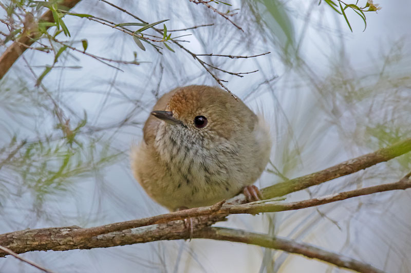 Brown Thornbill