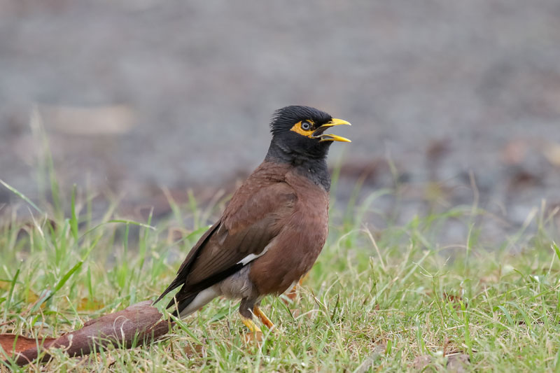 Common Myna