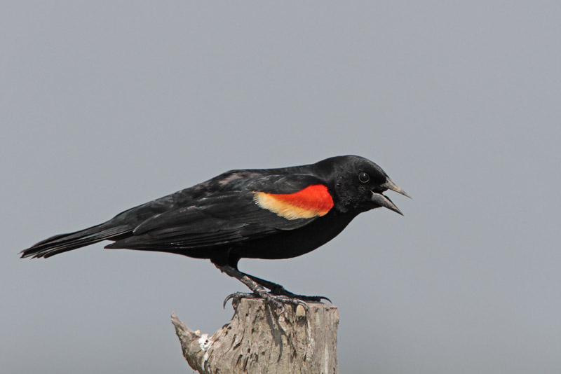 Red-winged Blackbird