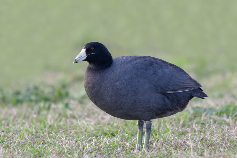 American Coot