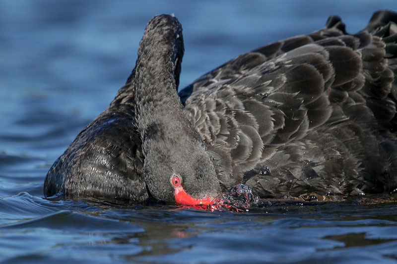 Black Swan
