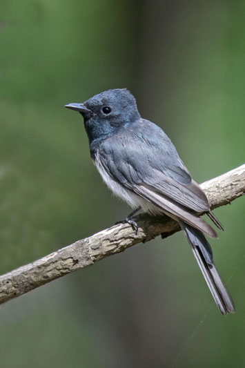 Leaden Flycatcher
