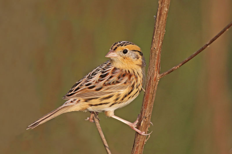 LeConte's Sparrow