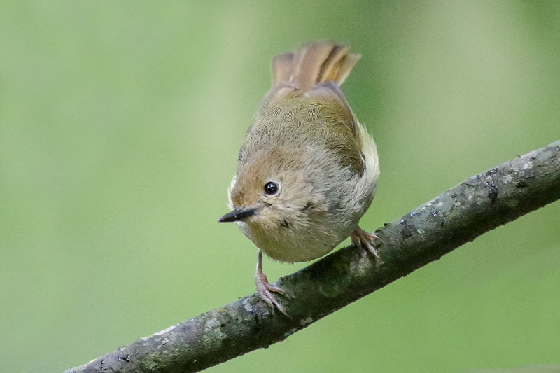 Large-billed Scrubwren