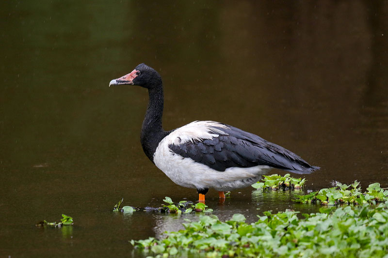 Magpie Goose
