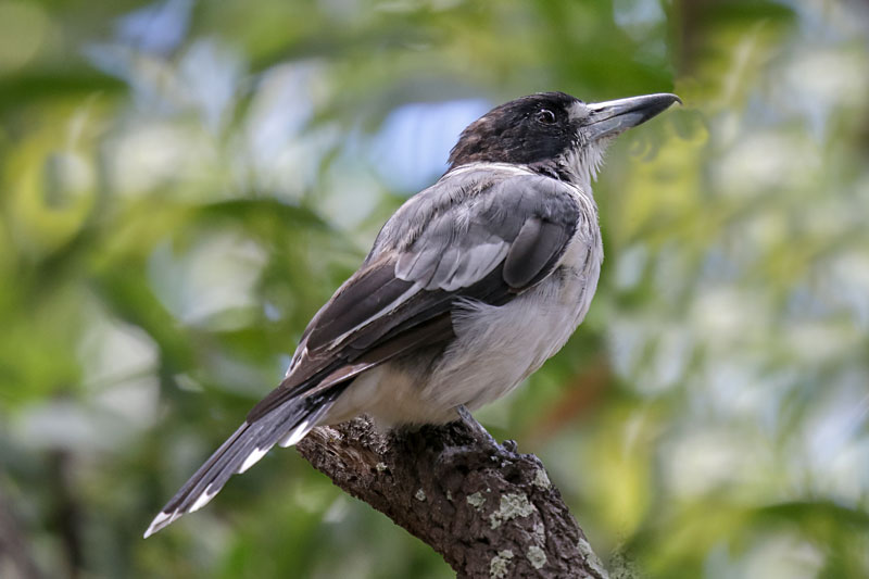 Grey Butcherbird
