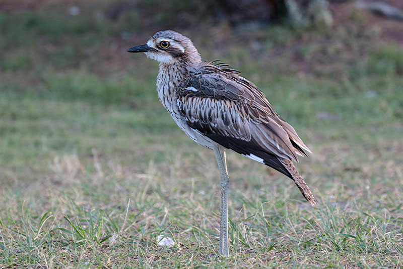 Bush Thick-knee/Bush Stone-curlew