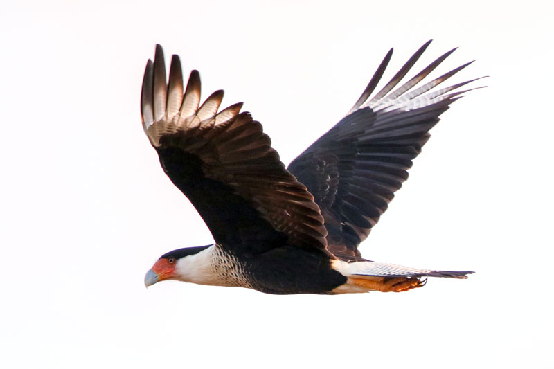 Crested Caracara