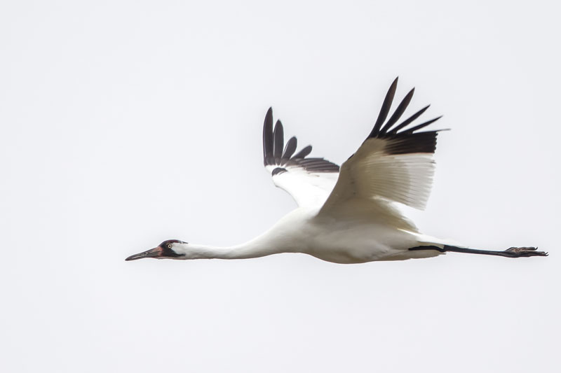 Whooping Crane