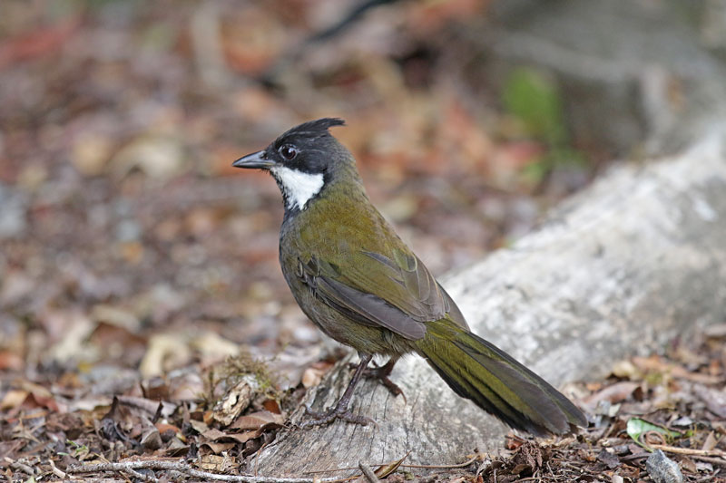 Eastern Whipbird