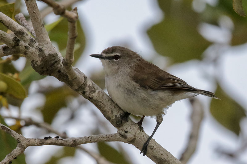 Mangrove Gerygone