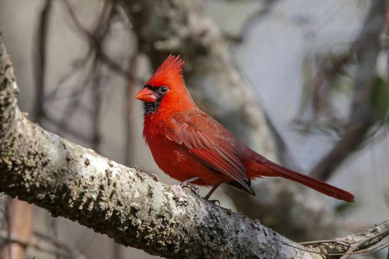Northern Cardinal