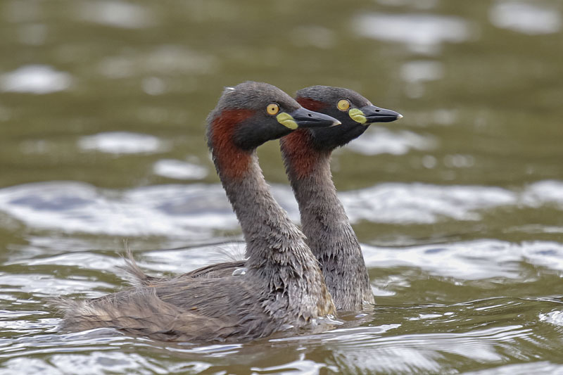 Australasian Grebe
