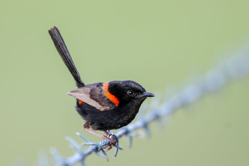 Red-backed Fairywren