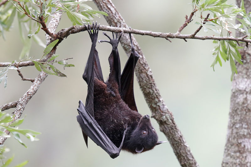 Flying Fox