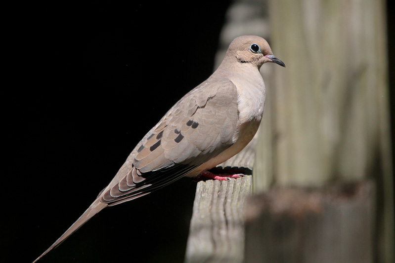 Mourning Dove