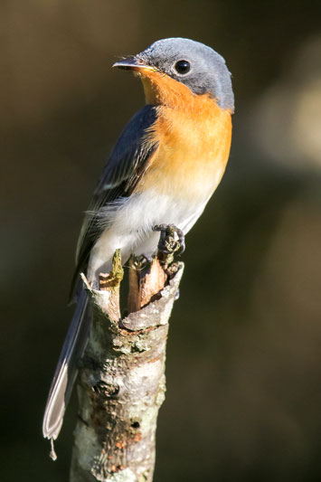 Leaden Flycatcher